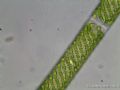 Spirogyra sp.